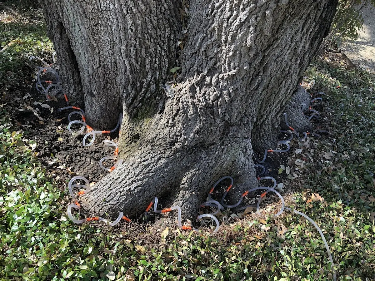 Detailed Tree Cabling and Bracing job site in Nantucket