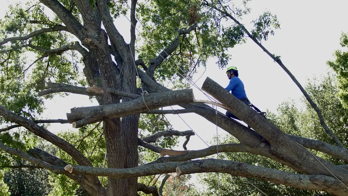 Professional Crown Thinning performed by certified arborists in Nantucket